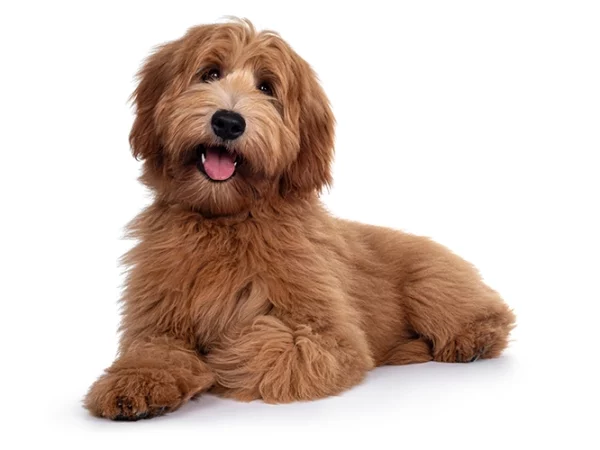 Labradoodle dog puppy, laying down facing front, looking towards camera with shiny dark eyes. Mouth open showing tongue during dog training class.