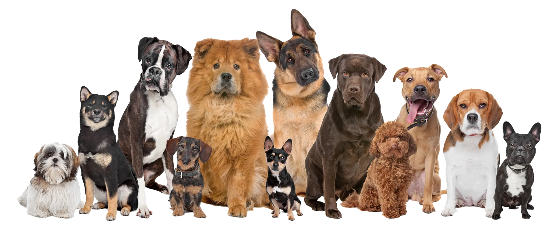 A diverse group of dogs, varying in size and breed, sitting together and gazing directly into the camera.