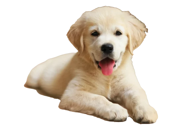 Golden Retriever puppy laying down with tongue hanging out.