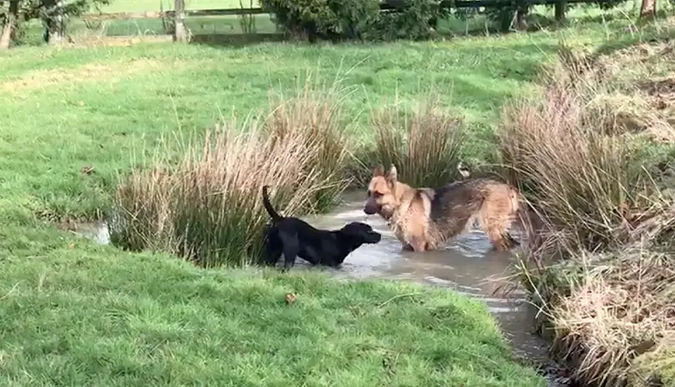 A German Shepherd and a Labrador playing together in a small pool of water in a field.