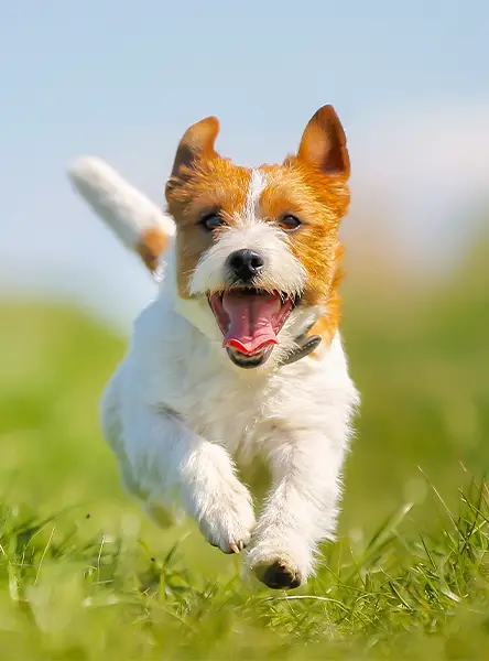 A jack russell terrier running through a field on a sunny day as learns dog recall training.