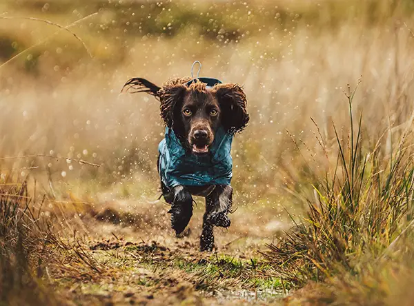 A wet brown spaniel running through a grassy field, returning to his owner as part of his dog recall training.