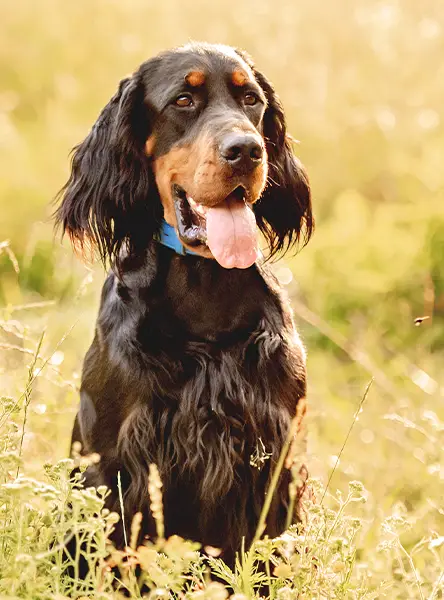 A close up of a Scottish setter sitting upright in the long grass.