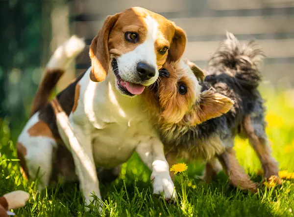 A young beagle and a yorkshire terrier playing under the shade of a tree on a sunny day.