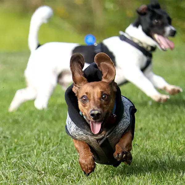 A playful dachshund running in the park with other dogs in a dog socialistion class.