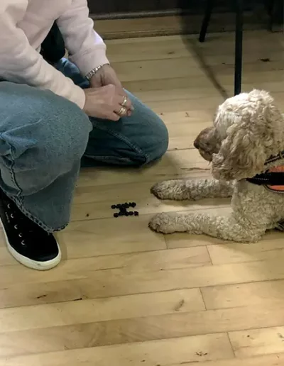 An obedient dog looks at the treats that his owner has laid out on the floor during a dog training class.