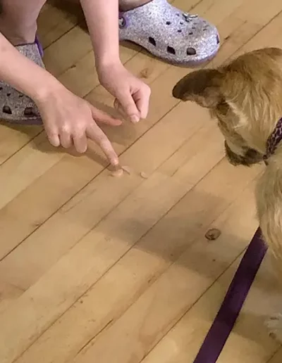 A young girl points to a dog treat whilst her obedient dog looks on patiently.