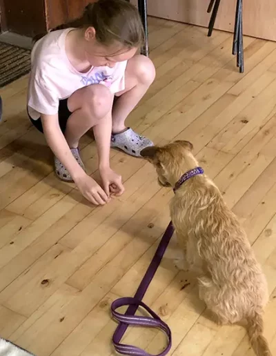 A young girl placing treats on the floor whilst her obedient dog looks on during a dog training class.