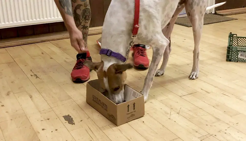 A Greyhound dog sniffing in a small cardboard box during a dog scent work class.