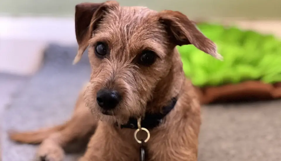 Jimmy, a rescue dog in training to become a therapy dog.