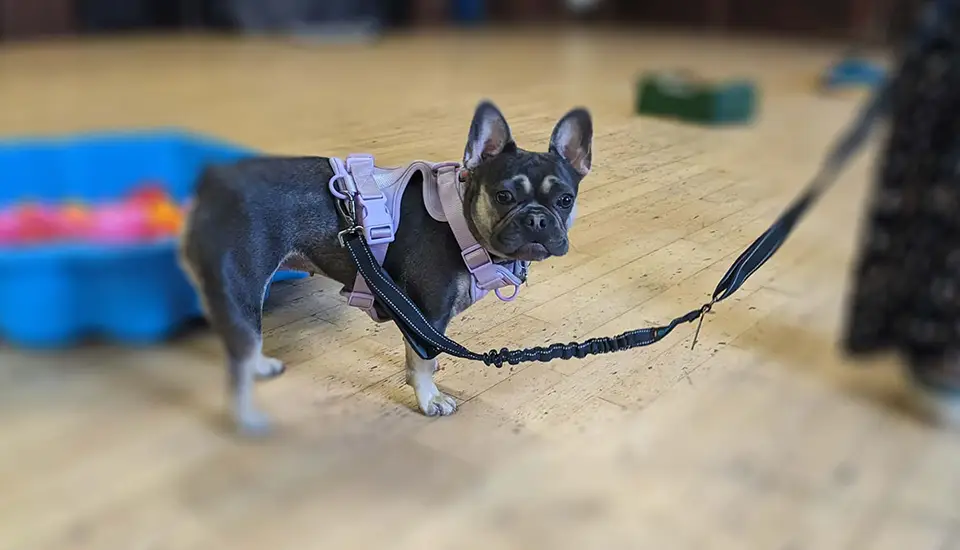 Loose lead training with a French Bulldog puppy