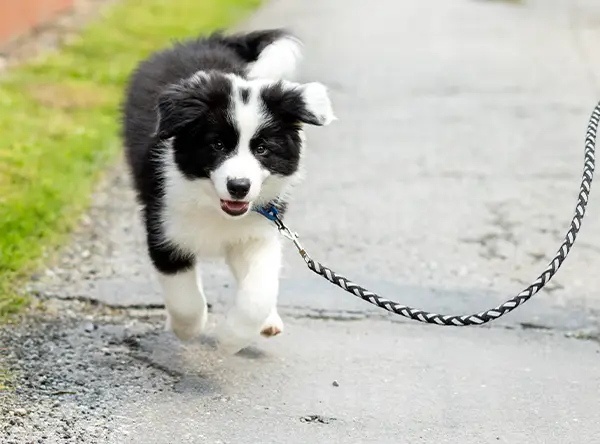 A border collie puppy being walked along the pavement on a loose lead.