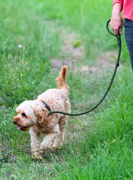 A young fawn coloured cavapoo being walked on a loose lead through a field.