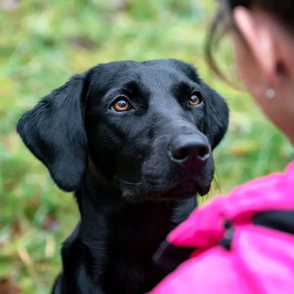 Over the shoulder shot of a young black labrador obediently sitting and looking at his trainer.