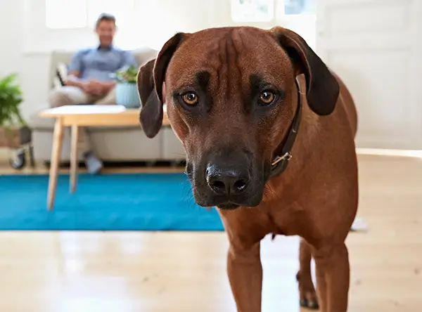 A young rhodesian ridgeback inquisitively looking into the camera whilst his owner sits out of focus in the background.