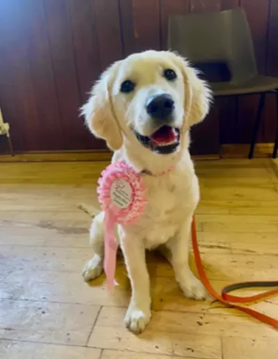 A young dog wearing a pink rosette having completed a dog training course.