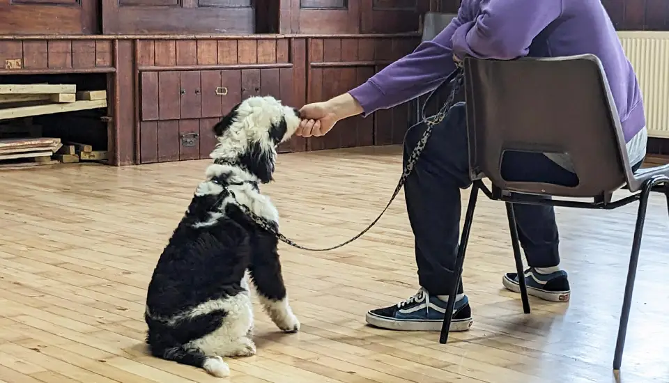 A dog is being given a treat by his owner during a positive reinforcement dog training class.