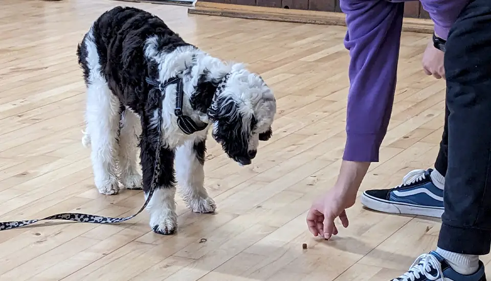 A dog owner placing a dog treat on the floor whilst his dog looks on during a positive reinforcement training class.