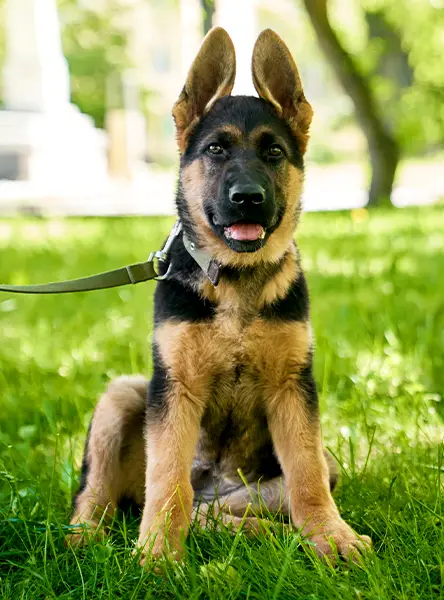 A german shepherd puppy on a lead sitting in a sunny park.