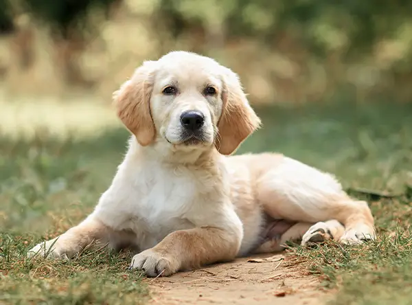 A young golden retriever contently sitting on the grass in the shade of a tree.