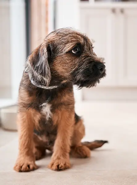 A puppy border terrier sitting in the kitchen waiting to be let out so he can go to the toilet.