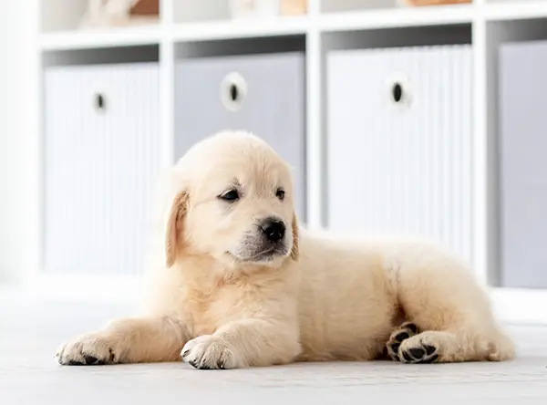 A very young puppy golden retriever sitting on the living room floor.