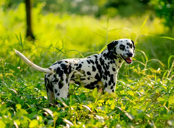 A dalmatian in a sunny outdoor overgrown area as he tracks a scent.