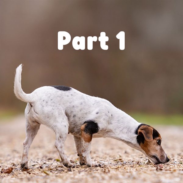 Beginners Scent Work Course Part 1