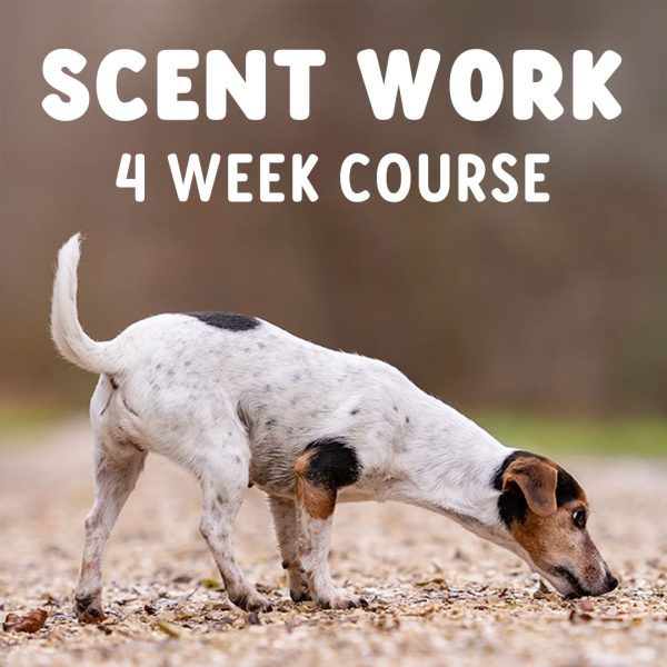 Scent Work Course March 2025